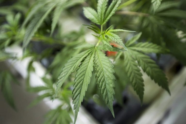 “Building a Strong Brand Identity: Lessons from Cannabis Marketing Agencies”
