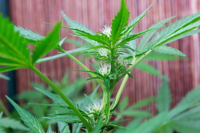 Essential THCA Flower Effects on Brain and Body
