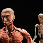 Anatomical models showcasing human muscle structure and skeletal system against a dark background.