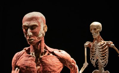 Anatomical models showcasing human muscle structure and skeletal system against a dark background.