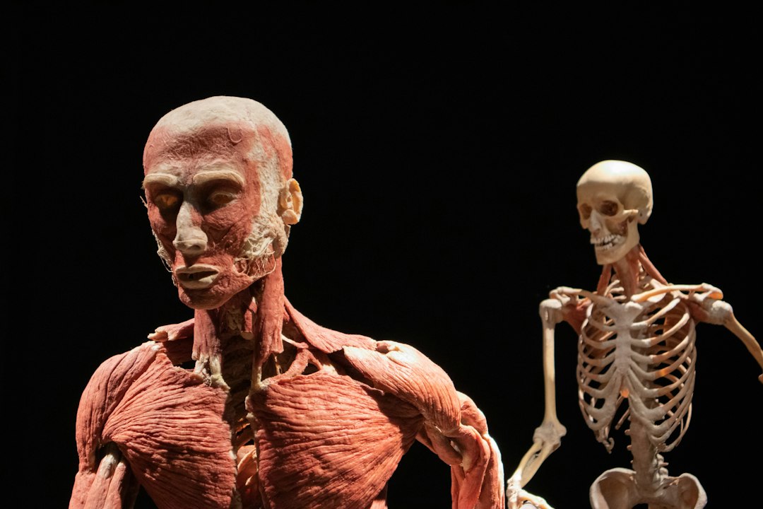 Anatomical models showcasing human muscle structure and skeletal system against a dark background.